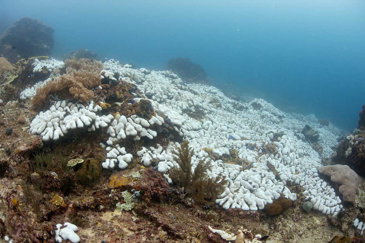 Coral-bleaching