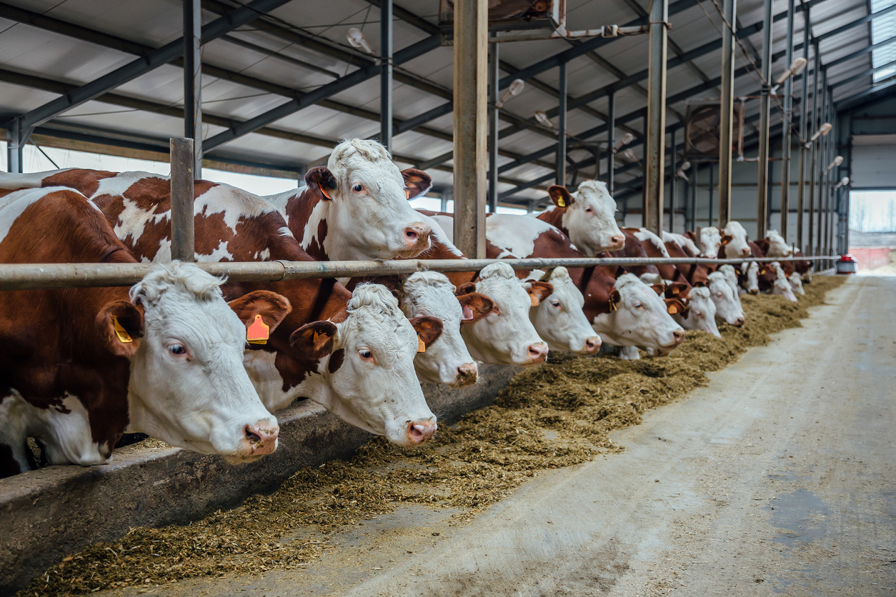 Dairy-cows
