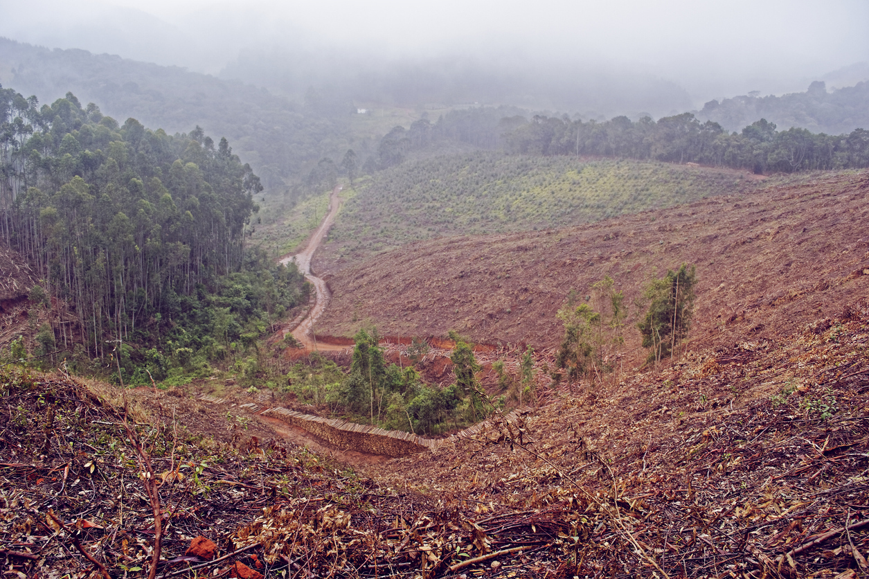 Deforestation-1