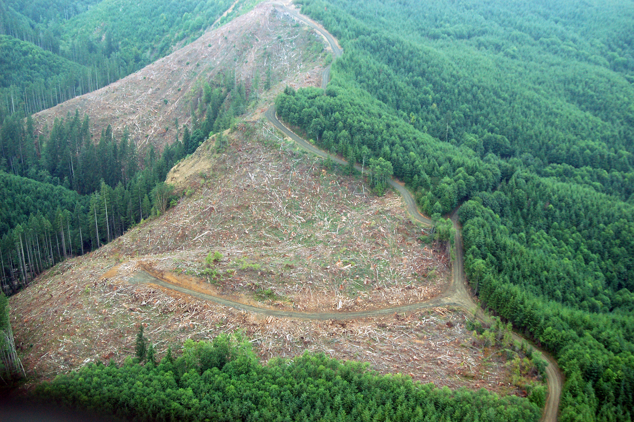 Deforestation